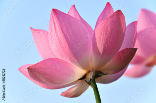Blossoming lotus flower © 曹宇