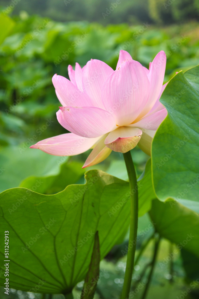 Blossoming lotus flower