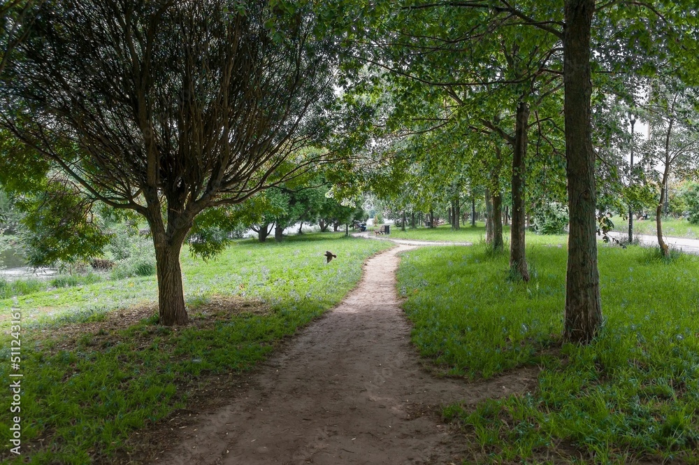 There is a path along the trees in the city park There is a path along the trees in the city park