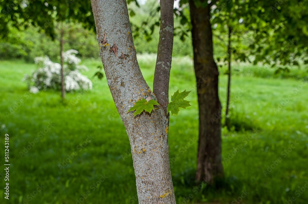 Fototapeta premium Two young maple leaves grow on the tree