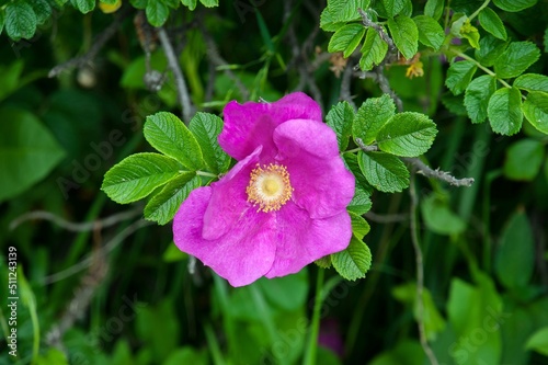 The rosehip flower on the bush is blooming © Valery Kleymenov