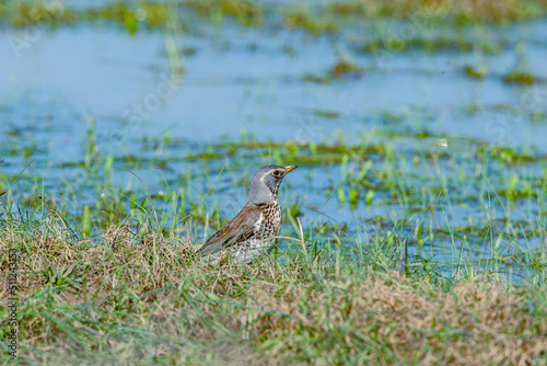 Fieldfare (Turdus pilaris) looking for food on the grass