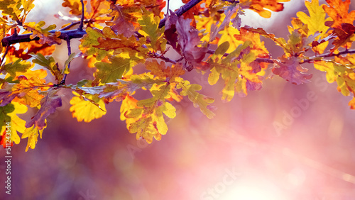 Autumn background with oak leaves on a tree in the forest in the sun, panorama