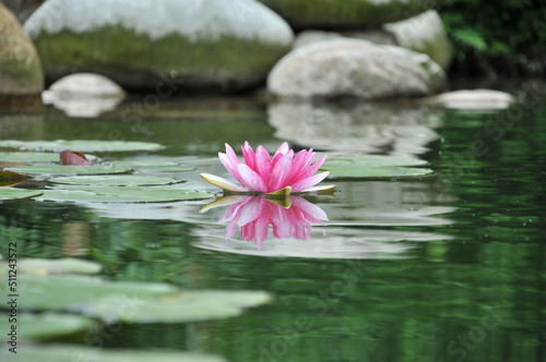 Blossoming waterlily flowers