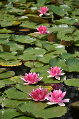 Blossoming waterlily flowers