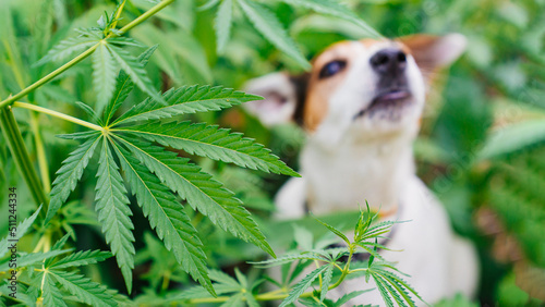 Photography a drug-seeking dog barks at cannabis plants