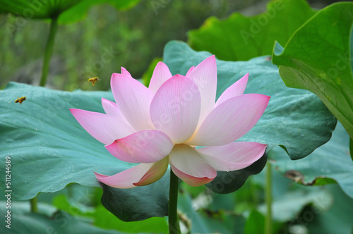 Blossoming lotus flower