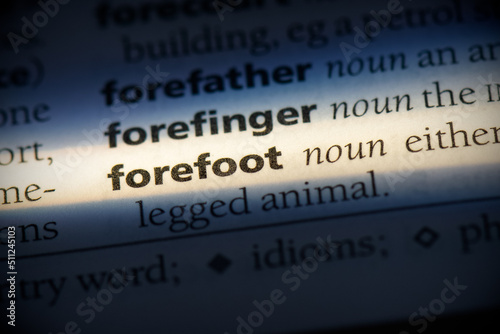 forefoot