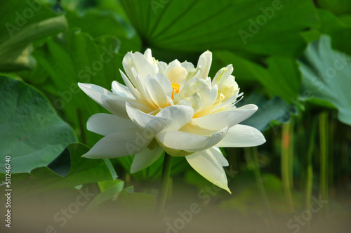 Blossoming lotus flower