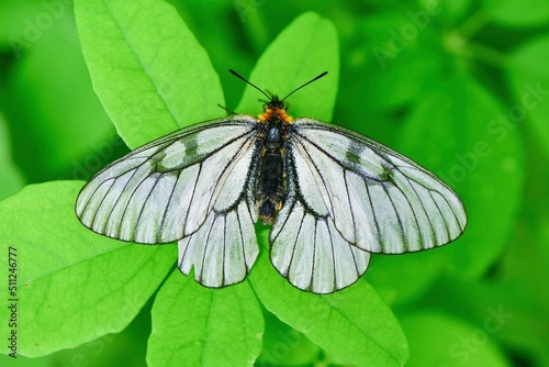 透き通った白い羽が美しい春の高原のチョウ、ウスバシロチョウ
