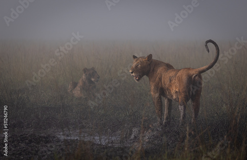 Lions of Kenya - Wildlife photographs from Maasai Mara National Reserve  Kenya