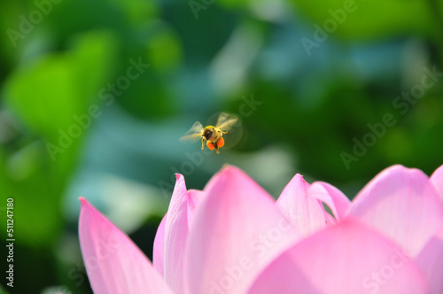 Blossoming lotus flower