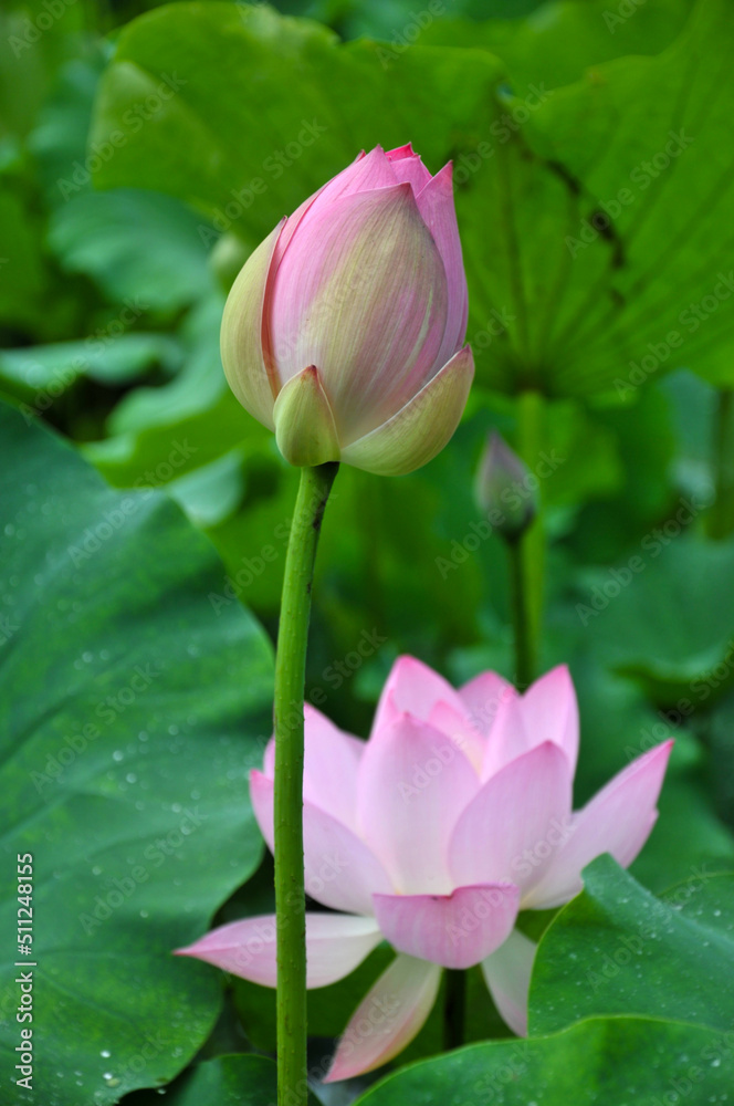 Blossoming lotus flower Blossoming lotus flower