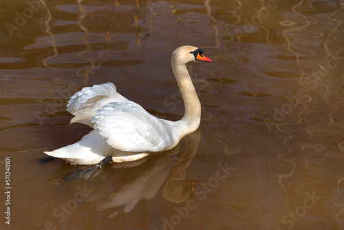 The mute swan lives in northern Europe and Asia. It's pretty rare everywhere. However, with the help of humans, this species of swan successfully took root in North America, South Africa, Australia an