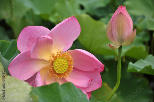 Blossoming lotus flower