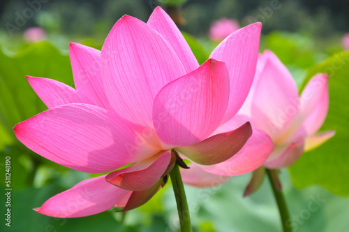 Blossoming lotus flower