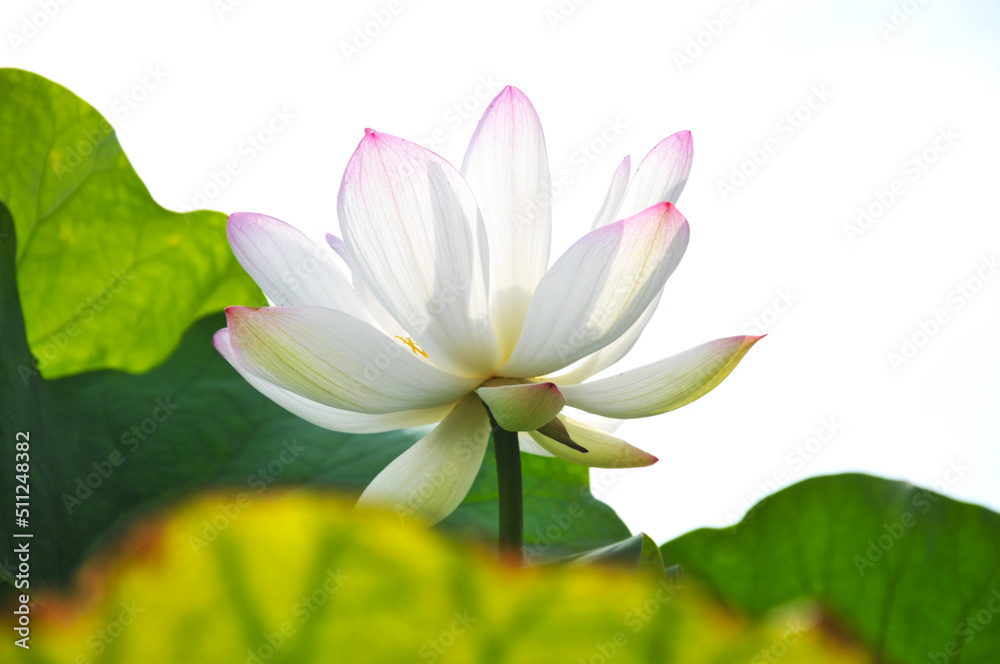 Obraz premium Blossoming lotus flower