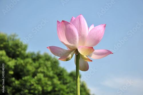 Blossoming lotus flower