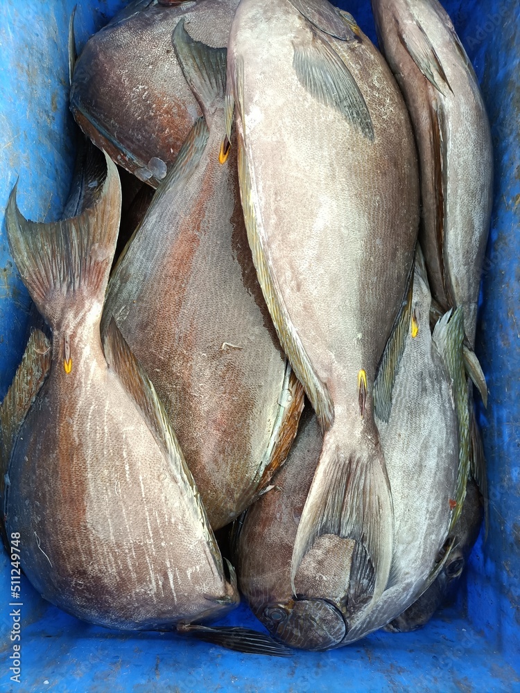 Attractive  Malabar  Trevally Fish in the Market 