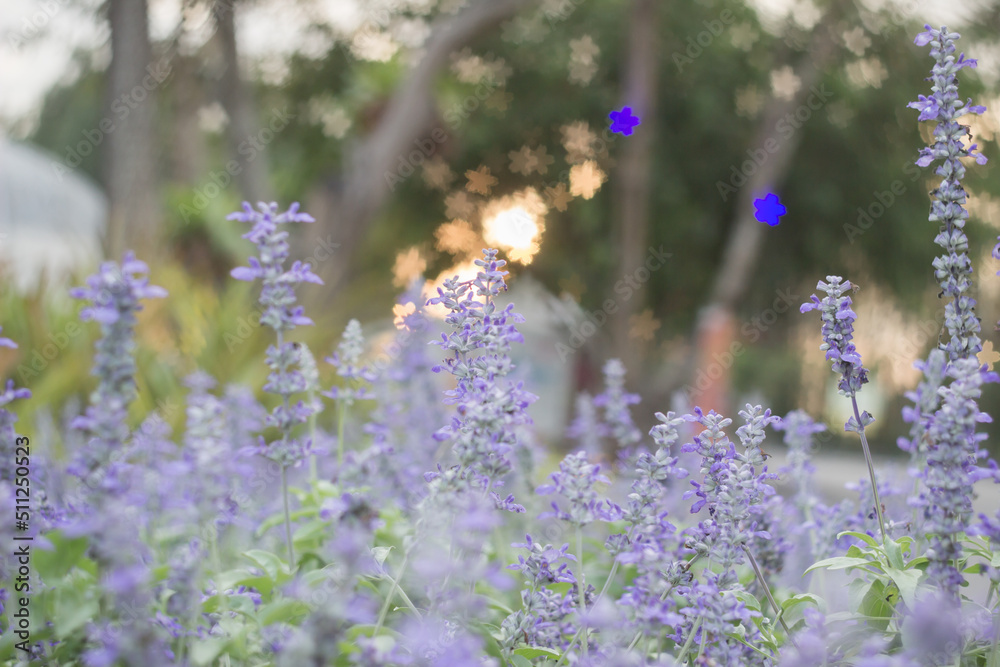 Obraz premium Field of Blue salvia flowers.(selective focus)