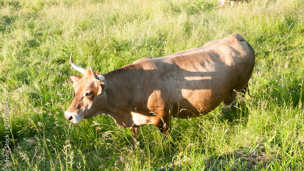 Vaca marrón en pradera de hierba Vaca marrón en pradera de hierba