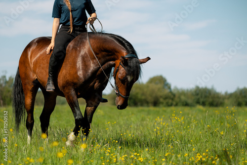 Horse with rider upon back standing in meadow. © Ирина Орлова