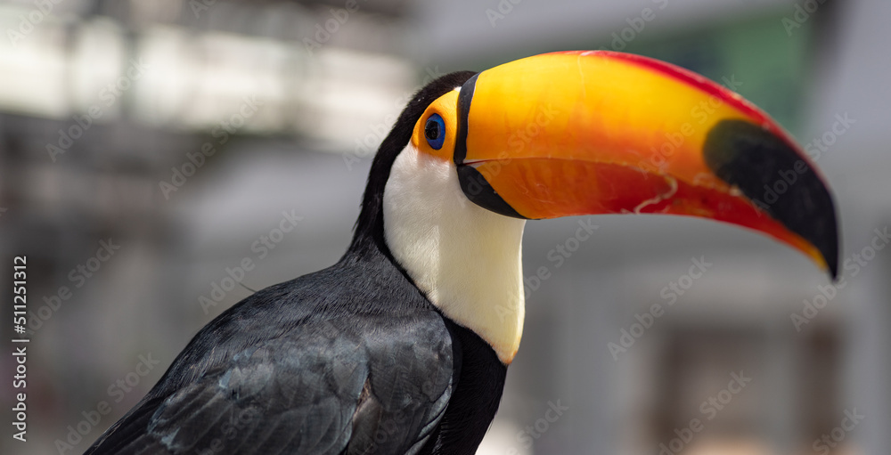 Naklejka premium オオハシ