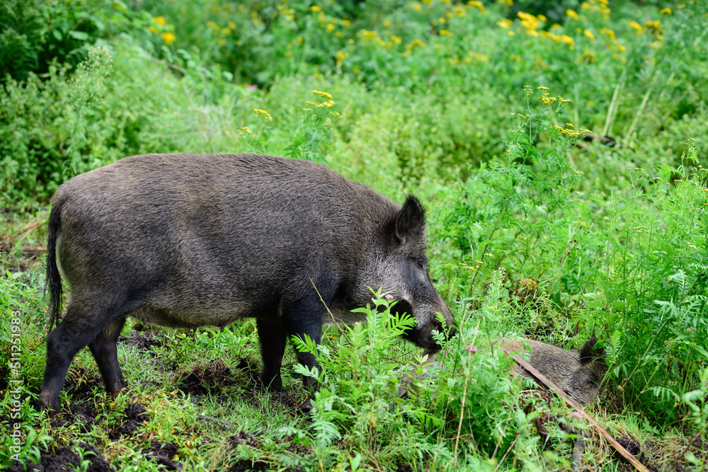 Wild boar sow cleans one of its lying young, summer, lower saxony, (sus scrofa), germany Wild boar sow cleans one of its lying young, summer, lower saxony, (sus scrofa), germany