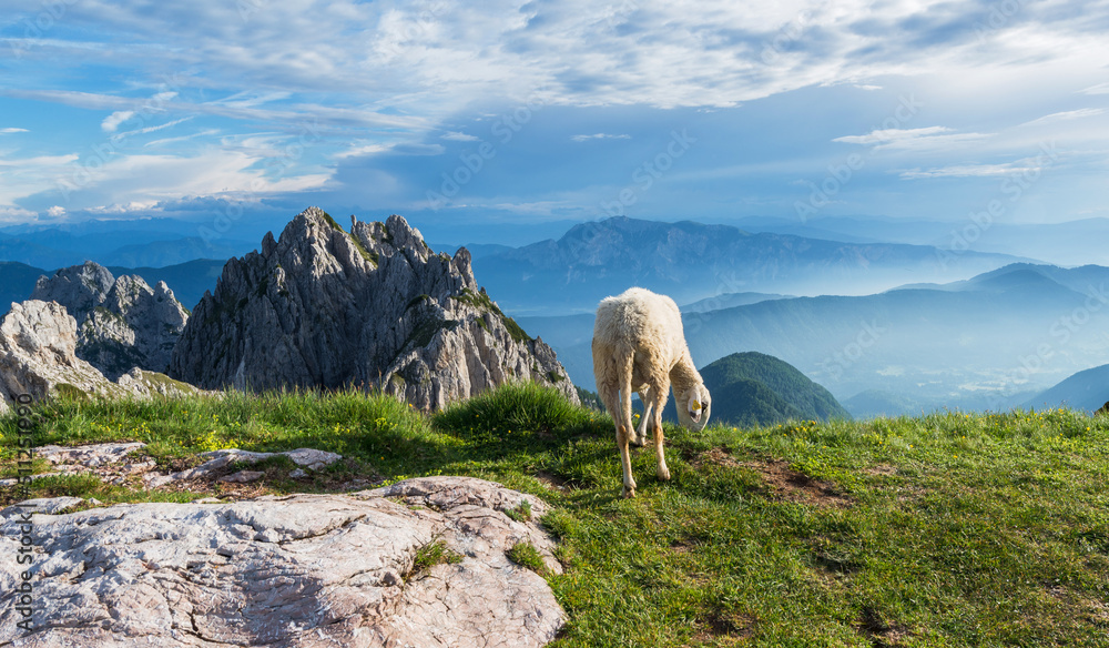 Naklejka premium Sheep below the Mangart mountain
