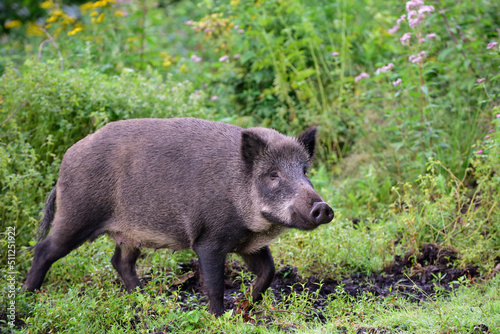 Wild boar female stands in summer forest and looks attentively  lower saxony   sus scrofa   germany