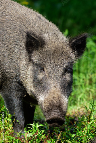 Wild boar female stands in summer forest and looks attentively, head portrait, lower saxony, (sus scrofa), germany