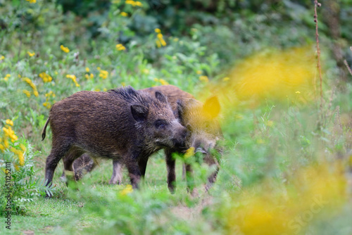 Wild boar young animals having a dispute in the forest, summer, lower saxony, (sus scrofa), germany