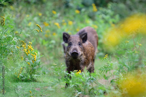 Wild boar piglet stands in summer forest and looks attentively, lower saxony, (sus scrofa), germany