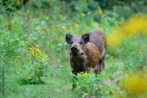 Wild boar piglets stands in summer forest and looks attentively, lower saxony, (sus scrofa), germany