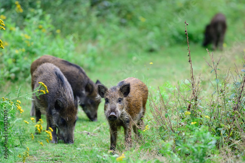 Wild boar pack looking for food in a forest clearing, summer, lower saxony, (sus scrofa), germany