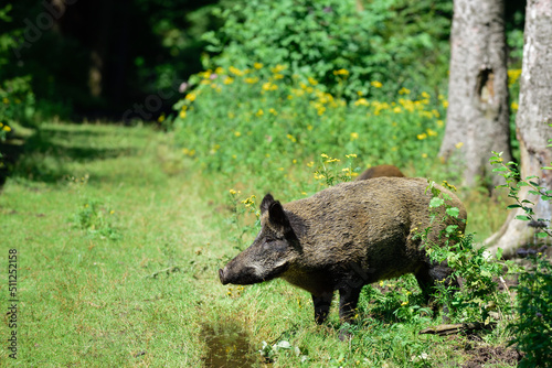 Wild boar female standing on a forest path with young animals, summer, lower saxony, (sus scrofa), germany
