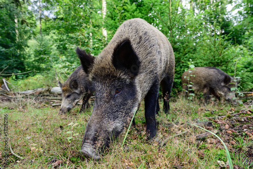 Wild boar female with piglets in summer forest, wide angle shot, summer, lower saxony, (sus scrofa), germany
