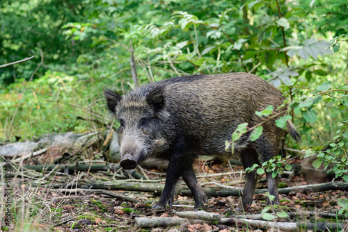 Wild boar young animal looking for food in the forest, summer, lower saxony, (sus scrofa), germany