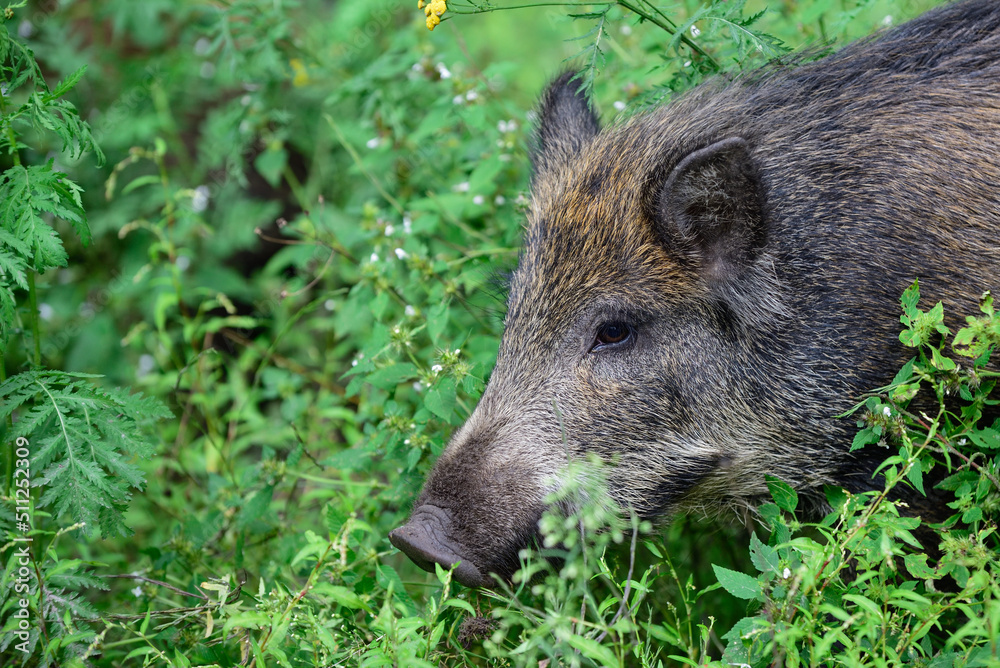 Wild boar young animal looking for food in the forest, head portrait, summer, lower saxony, (sus scrofa), germany Wild boar young animal looking for food in the forest, head portrait, summer, lower saxony, (sus scrofa), germany
