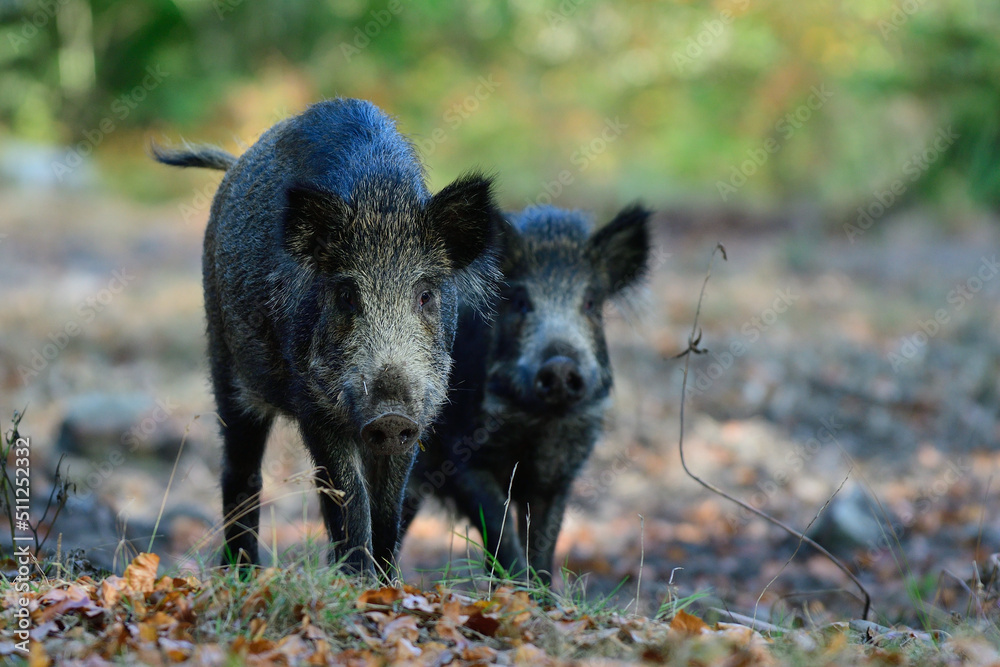 Wild boar young animals foraging in autumn forest, autumn, lower saxony, (sus scrofa), germany Wild boar young animals foraging in autumn forest, autumn, lower saxony, (sus scrofa), germany