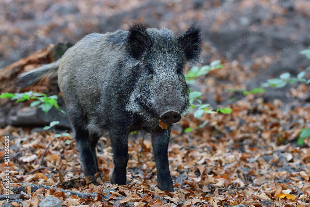 Wild boar foraging in autumn forest, autumn, lower saxony, (sus scrofa), germany Wild boar foraging in autumn forest, autumn, lower saxony, (sus scrofa), germany