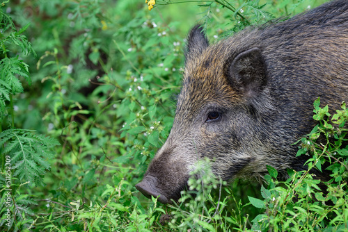 Wild boar young animal looking for food in the forest, head portrait, summer, lower saxony, (sus scrofa), germany © Photohunter