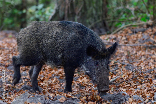 Wild boar foraging in autumn forest, autumn, lower saxony, (sus scrofa), germany