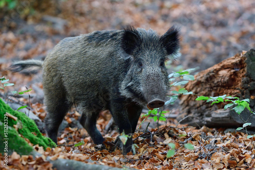 Wild boar foraging in autumn forest, autumn, lower saxony, (sus scrofa), germany © Photohunter