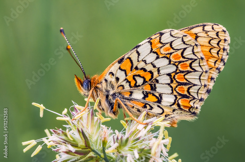 Butterfly, Knapweed Fritillary - Melitaea phoebe
