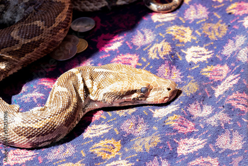 An Indian rock python with a snake charmer photo