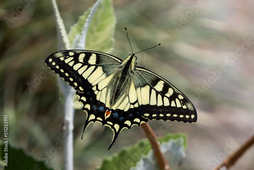 Old world swallowtail on a flower