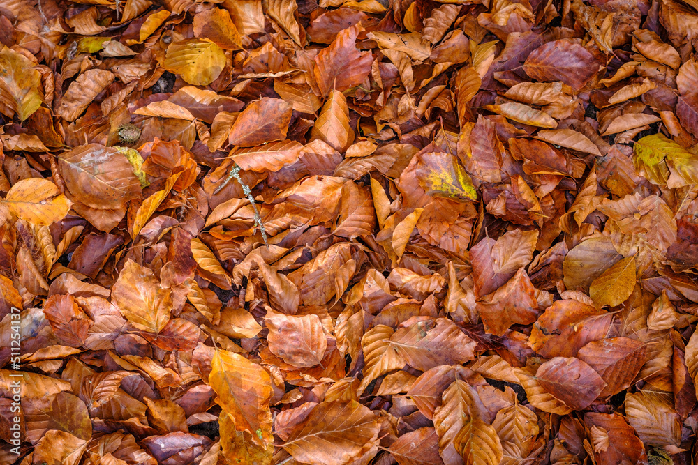 Background of dry beech leaves in a forest in Spain.