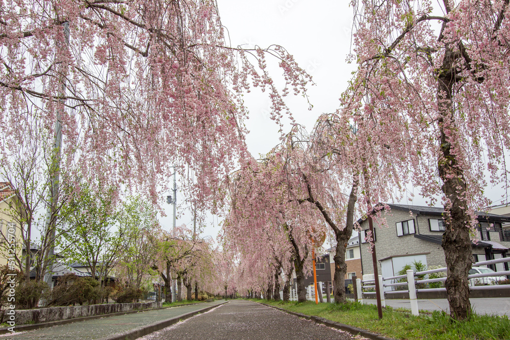 Beautiful pink tunnels of Shidarezakura(Weeping Cherry blossoms) on the Nicchu Line,Kitakata,Fukushima,Tohoku,Japan Beautiful pink tunnels of Shidarezakura(Weeping Cherry blossoms) on the Nicchu Line,Kitakata,Fukushima,Tohoku,Japan