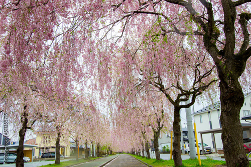 Beautiful pink tunnels of Shidarezakura(Weeping Cherry blossoms) on the Nicchu Line,Kitakata,Fukushima,Tohoku,Japan photo